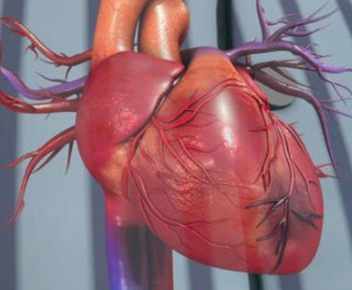 如果心脏动脉阻塞，冠状动脉搭桥手术是一种治疗选择。