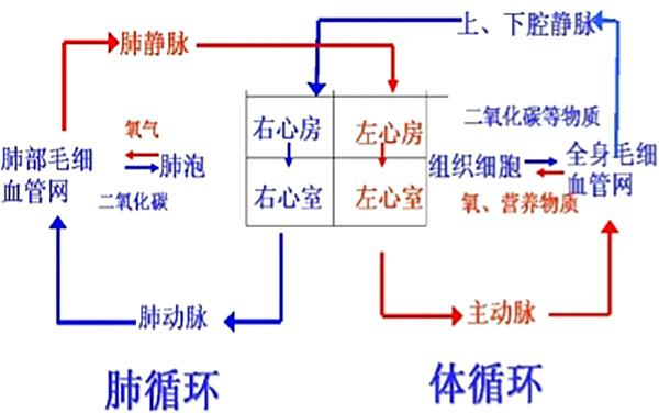 血液循环流程图片