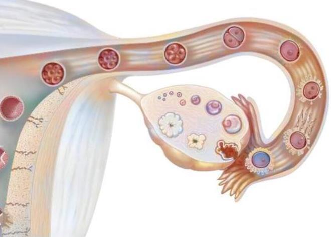 输卵管堵塞为何会导致不孕？是什么原因造成的？你了解过吗？